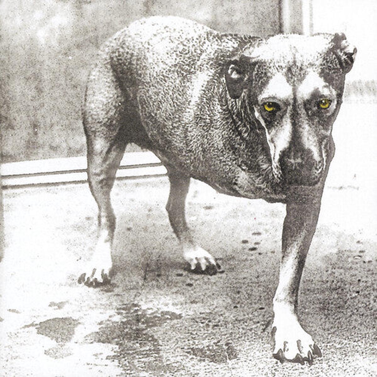 Alice in Chains - Alice In Chains 2LP (Colored Vinyl, Anniversary Edition, Reissue)